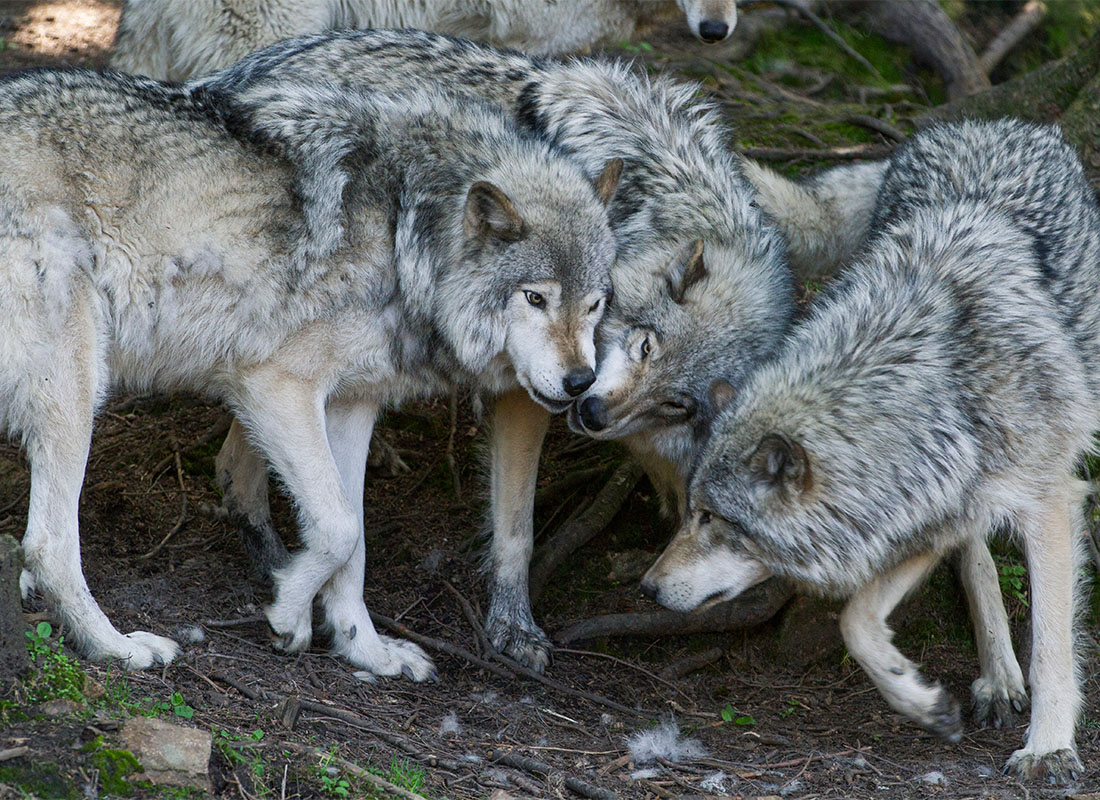 About Our Agency - Pack of Grey Wolves Play Together in the Forest Showcasing the Complex Social Behavior of Wolves