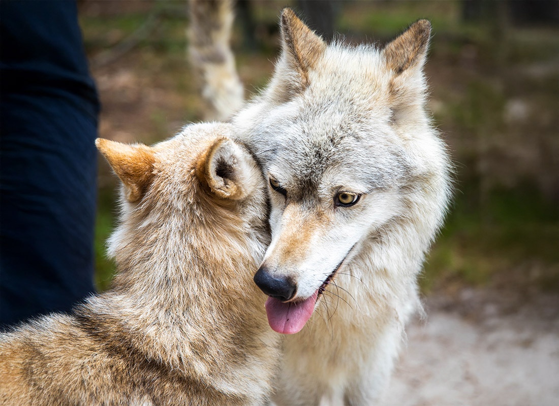 Insurance Solutions - Close Up Couple of Wolfes Portrait Playing Together