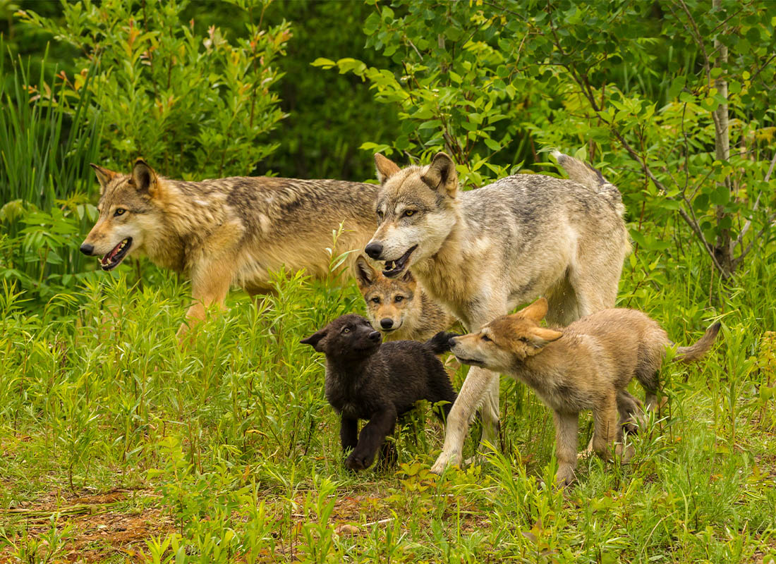 Personal Insurance - Adult Wolves and Pups in Minnesota