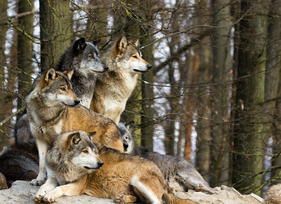 Read Our Reviews - Wolf Pack Looking Out Into the Distance in the Forest