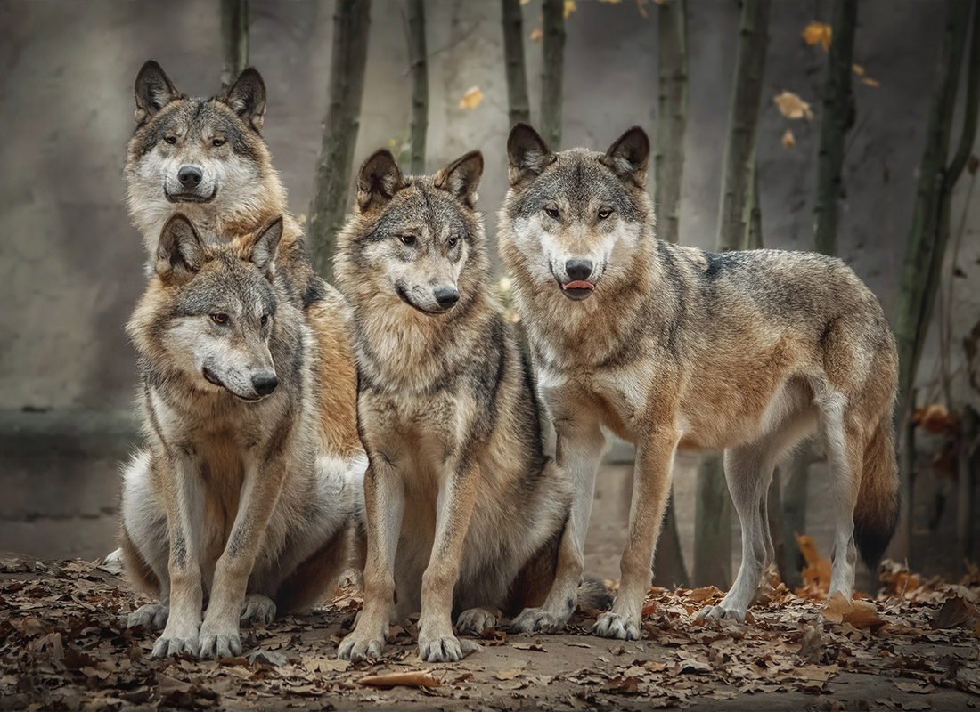 We Are Independent - Pack of Four Wolves (Canis Lupus) in the Leaves