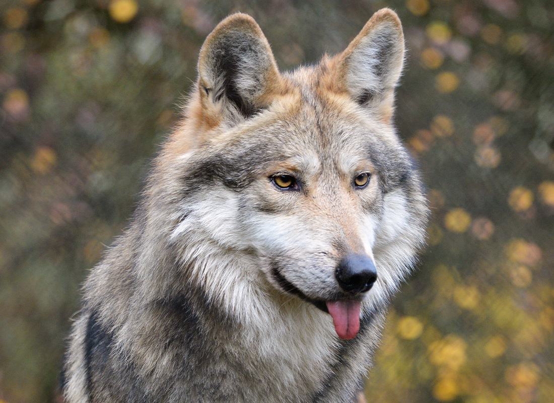 Contractor Insurance & Bonds - Close Up Portrait of Mexican Wolf