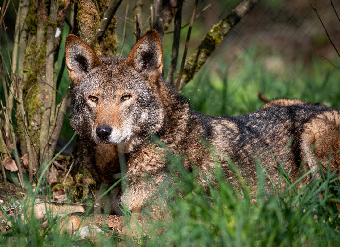 Our Partnership with Wolf Haven - Chester the American Red Wolf Laying in Tall Grass
