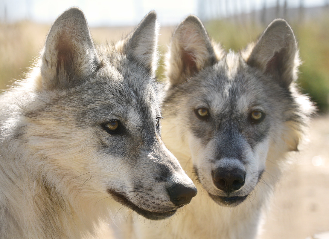 Our Partnership with Wolf Haven - McCleery Wolves