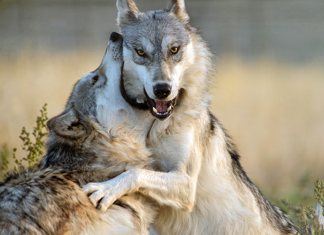 Our Partnership with Wolf Haven - Thing One and Thing Two Wolves Playing Outside in Field